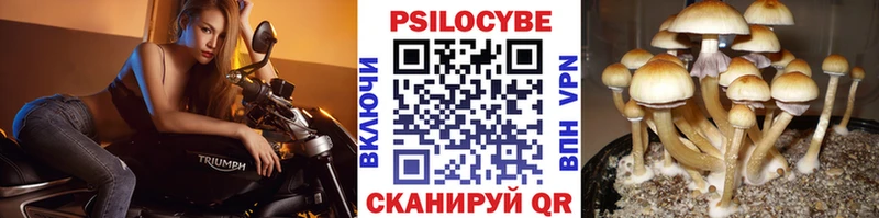 Галлюциногенные грибы Psilocybine cubensis  продажа наркотиков  мега зеркало  Вольск 